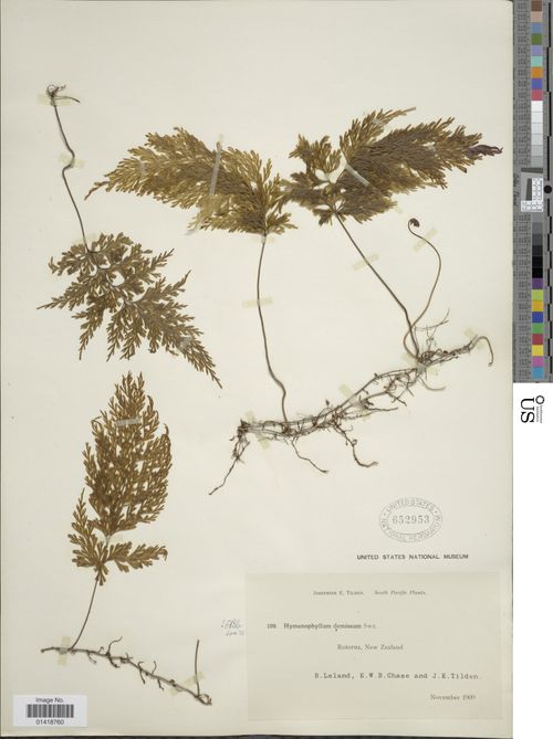 Hymenophyllum demissum G.Forst . Sw. Barcode 01418760